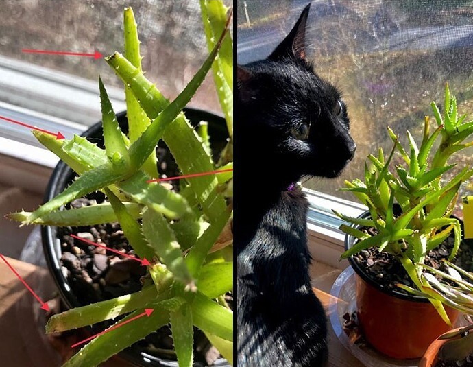 Funny Cats (25 pics)