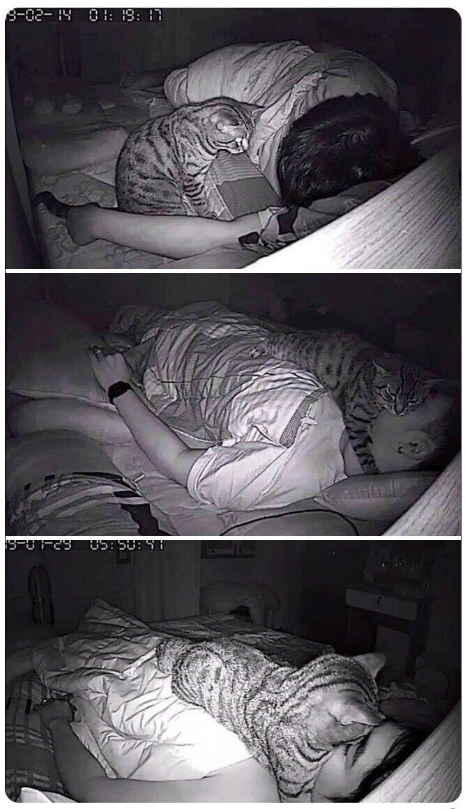 Funny Cats (25 pics)