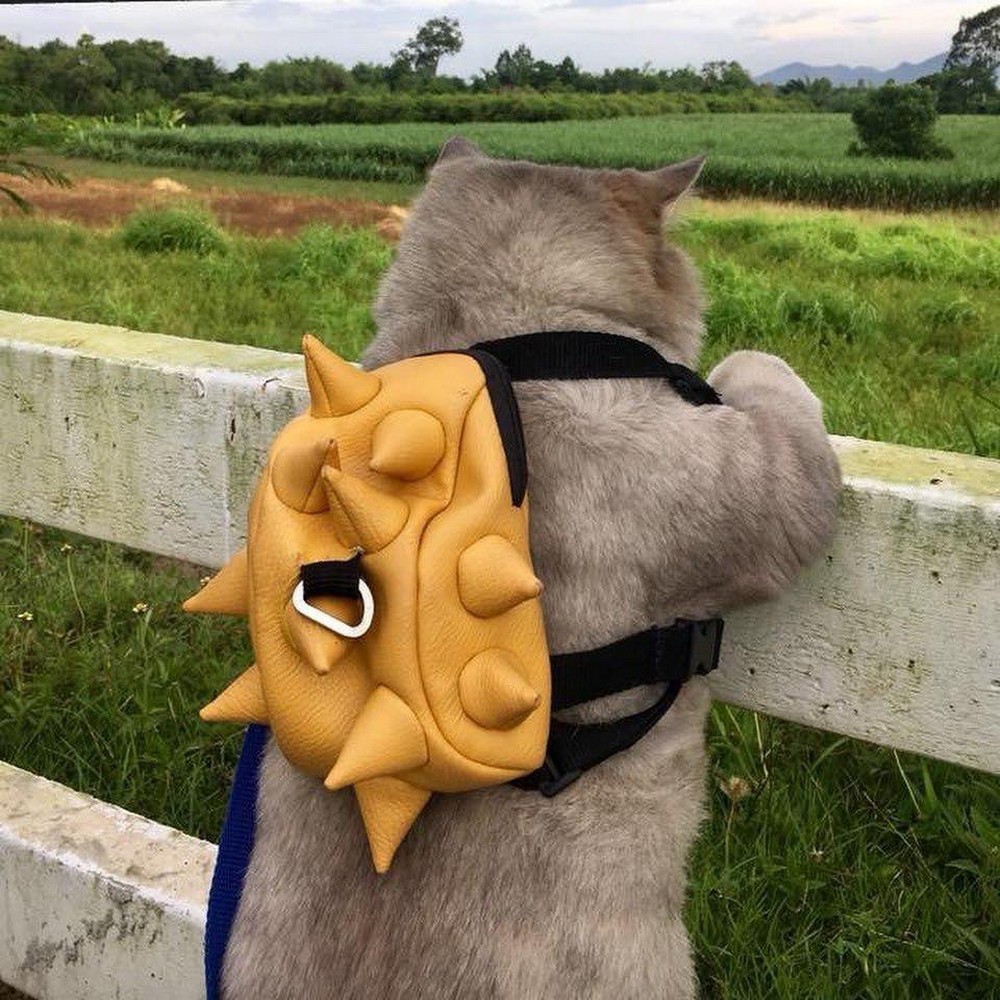 Daily Pictures. Part 2 (70 pics)