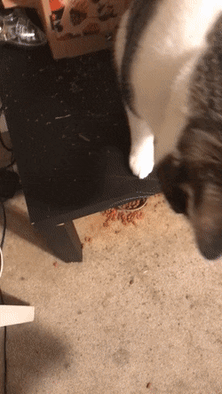 Acid GIFs, January 22 (25 gifs) Acid GIFs, January 22 (25 gifs)