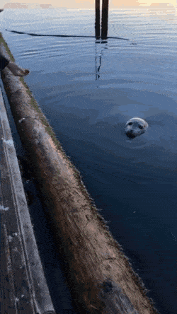 Acid GIFs, January 22 (25 gifs) Acid GIFs, January 22 (25 gifs)