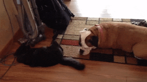 Acid GIFs, January 22 (25 gifs) Acid GIFs, January 22 (25 gifs)