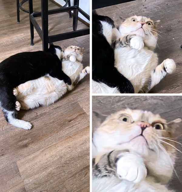 They Don't Care About Your Personal Space (21 pics)