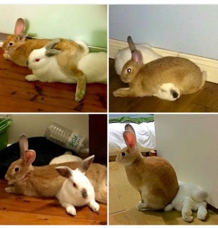 They Don't Care About Your Personal Space (21 pics)