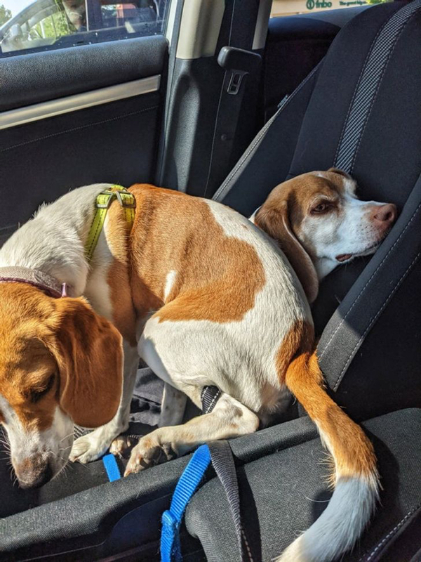 They Don't Care About Your Personal Space (21 pics)