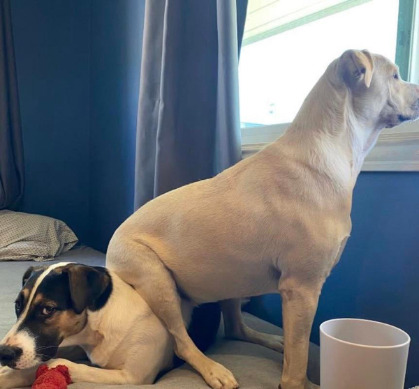 They Don't Care About Your Personal Space (21 pics)