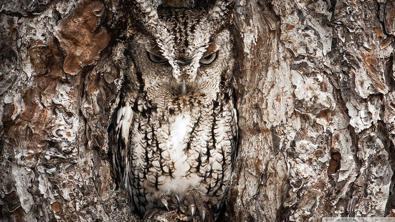 Perfect Camouflage (15 pics)