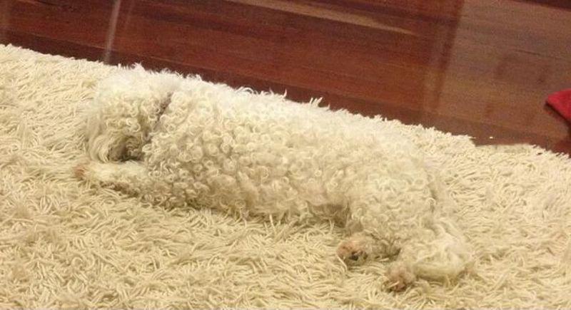 Perfect Camouflage (15 pics)