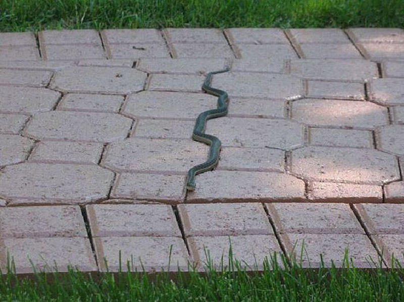 Perfect Camouflage (15 pics)