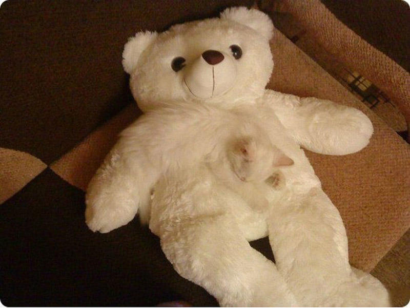 Perfect Camouflage (15 pics)