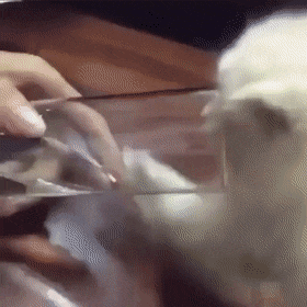Acid GIFs, January 26 (25 gifs)