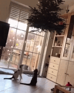 Acid GIFs, January 27 (25 gifs)