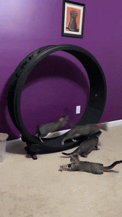 Acid GIFs, January 27 (25 gifs)