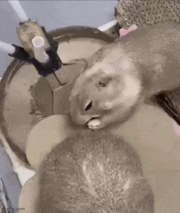 Acid GIFs, January 27 (25 gifs)