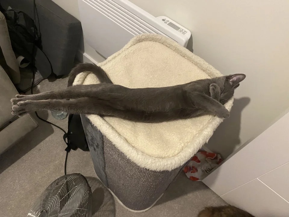 Funny Cats (22 pics)