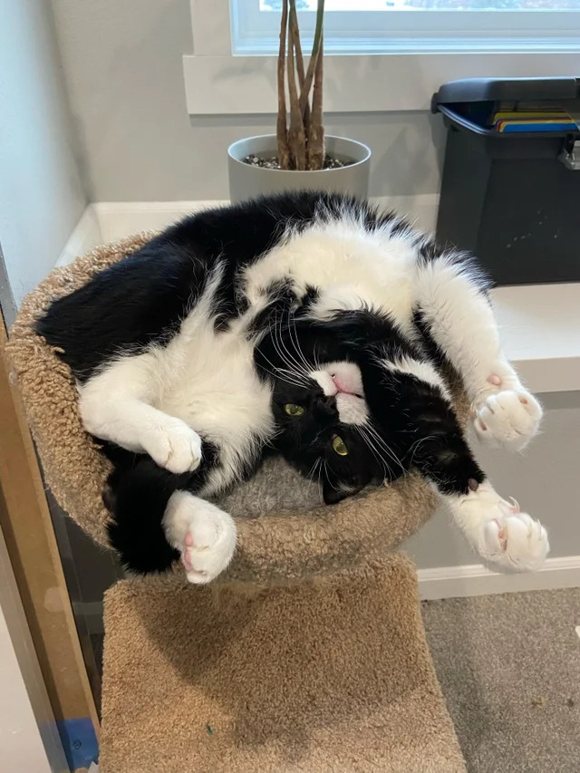 Funny Cats (22 pics)