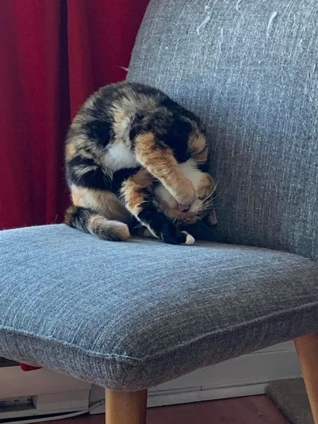 Funny Cats (22 pics)