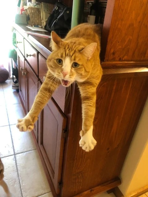 Funny Cats (22 pics)