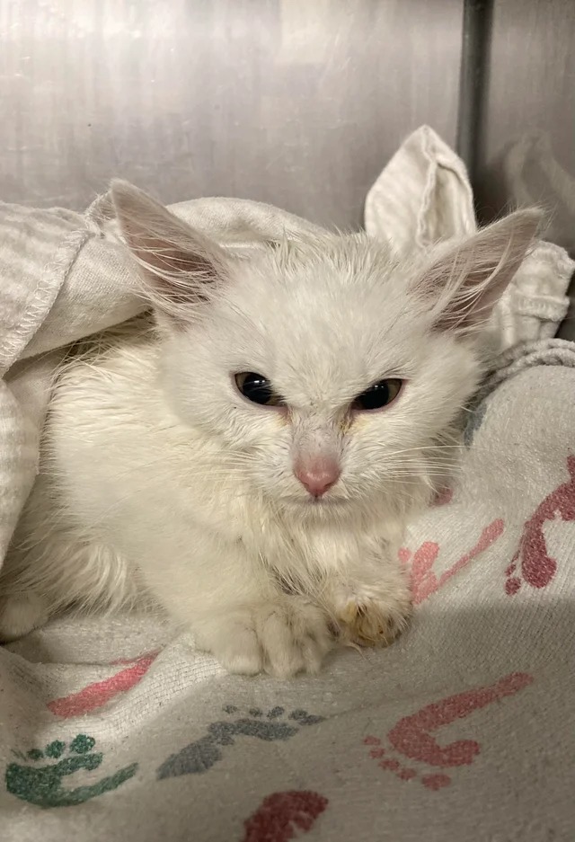 Funny Cats (22 pics)