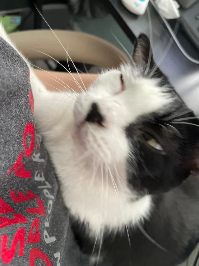 Funny Cats (22 pics)