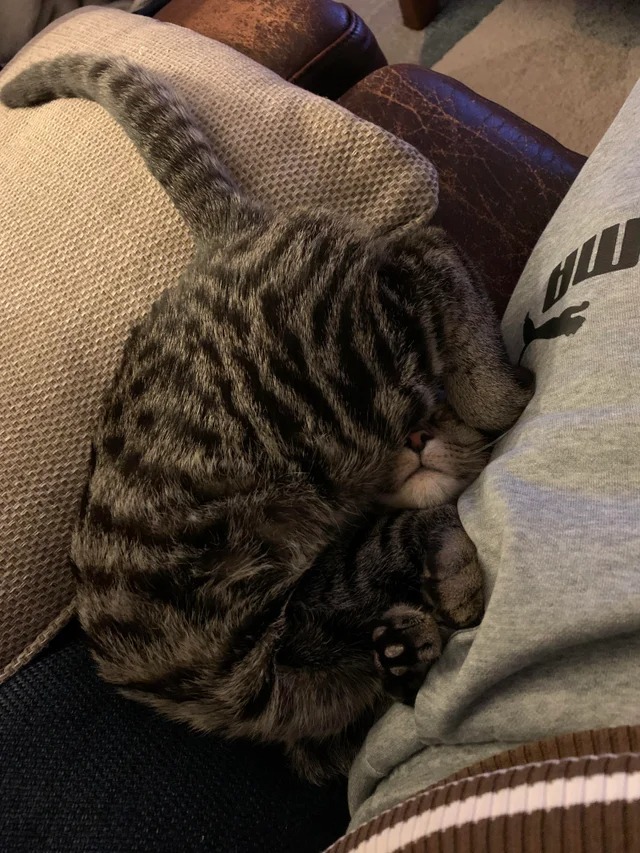 Funny Cats (22 pics)