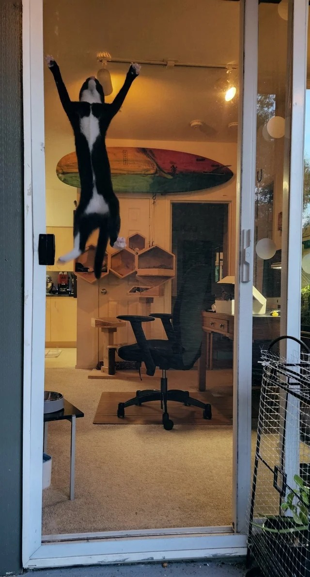 Funny Cats (22 pics)