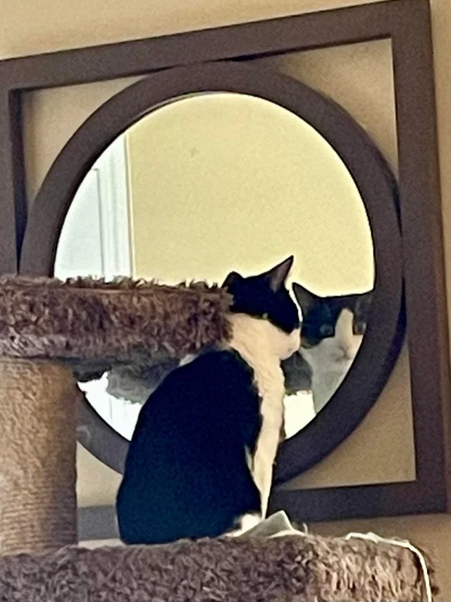 Funny Cats (22 pics)