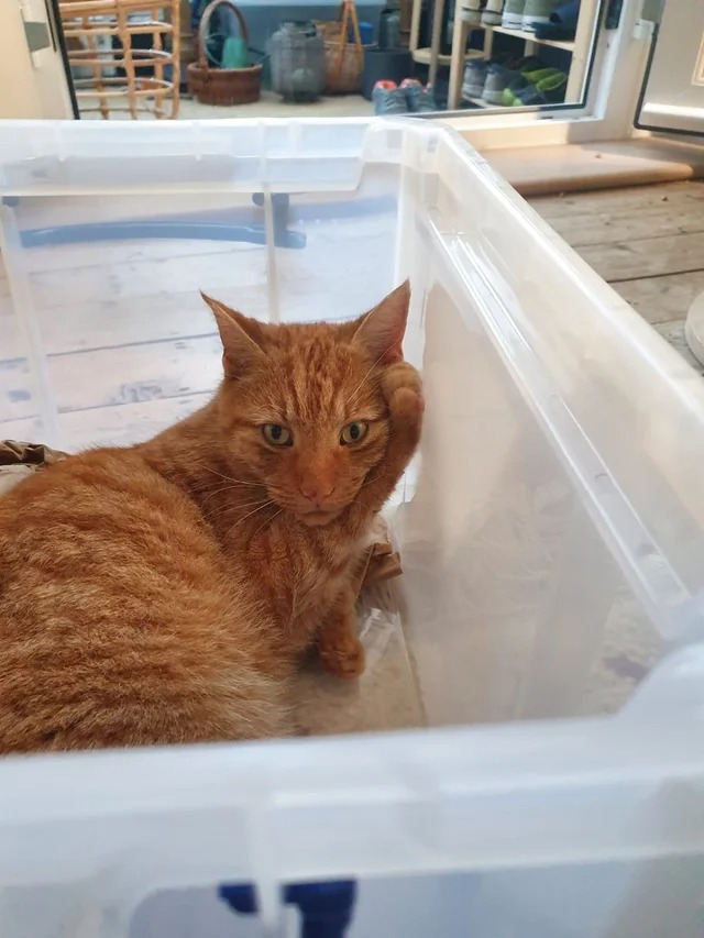 Funny Cats (22 pics)