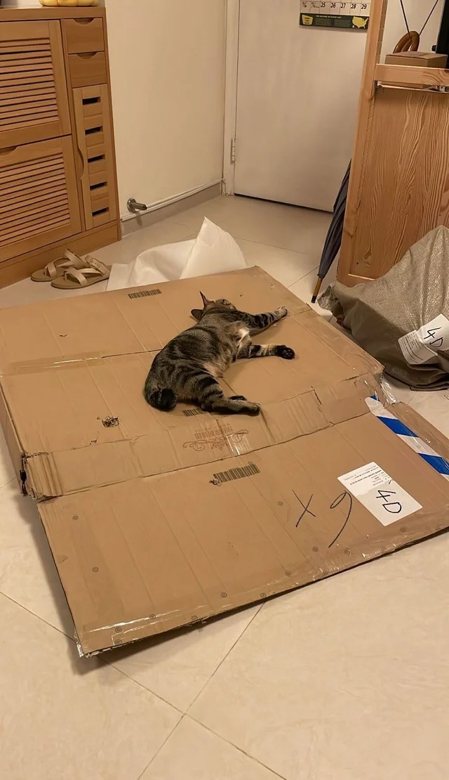 Funny Cats (22 pics)