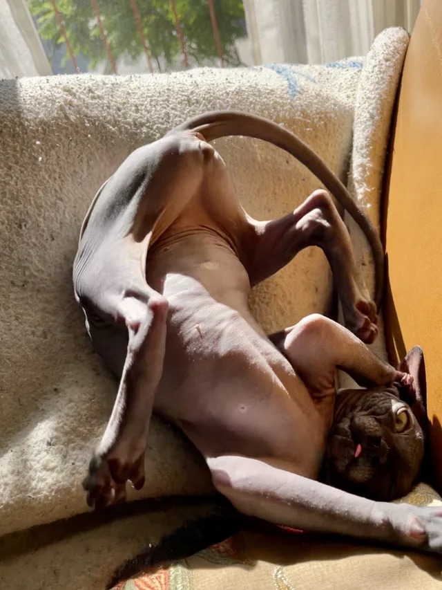 Funny Cats (22 pics)