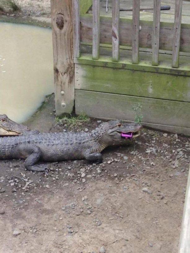 Daily Pictures. Part 1 (69 pics)