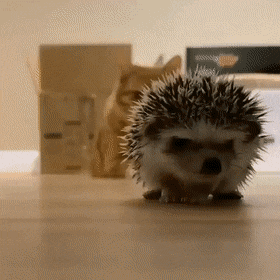 Acid GIFs, January 30 (25 gifs) Acid GIFs, January 30 (25 gifs)