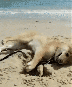 Acid GIFs, January 30 (25 gifs) Acid GIFs, January 30 (25 gifs)