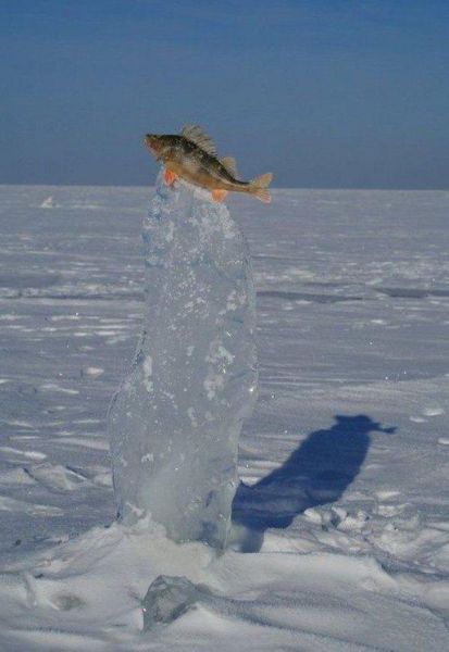 Daily Pictures. Part 1 (64 pics)