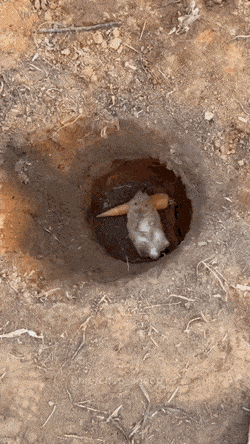 Acid GIFs, February 2 (25 gifs)