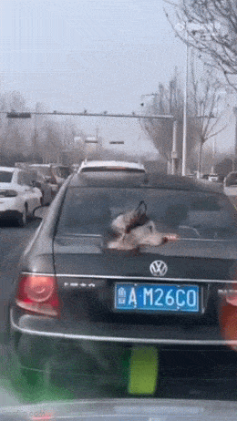 Acid GIFs, February 2 (25 gifs)