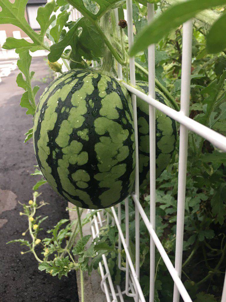 Daily Pictures. Part 1 (64 pics)