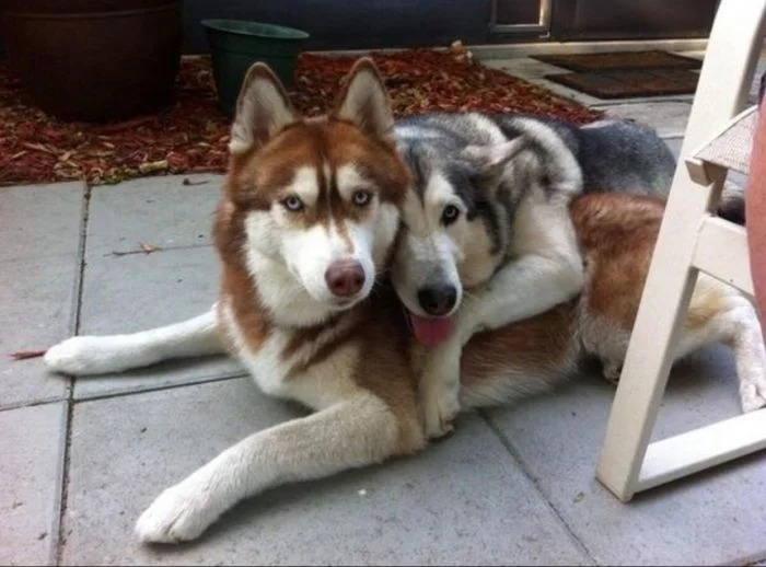 They Don't Care About Your Personal Space (20 pics) They Don't Care About Your Personal Space (20 pics)