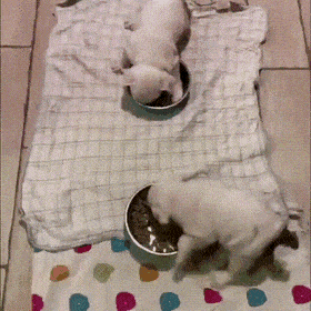 Acid GIFs, February 4 (25 gifs)