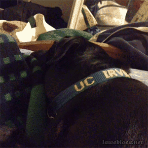 Acid GIFs, February 4 (25 gifs)