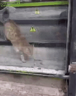 Acid GIFs, February 4 (25 gifs)