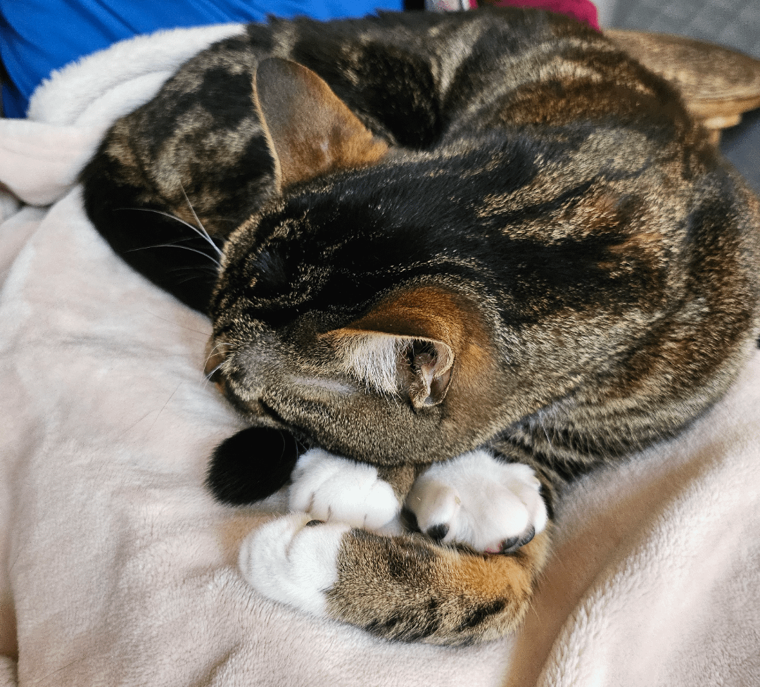 Optical Illusions (20 pics) Optical Illusions (20 pics)