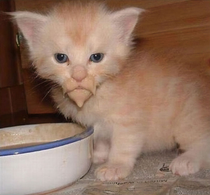 Funny Kittens (20 pics) Funny Kittens (20 pics)