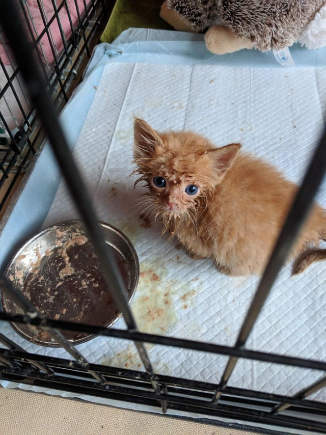 Funny Kittens (20 pics) Funny Kittens (20 pics)