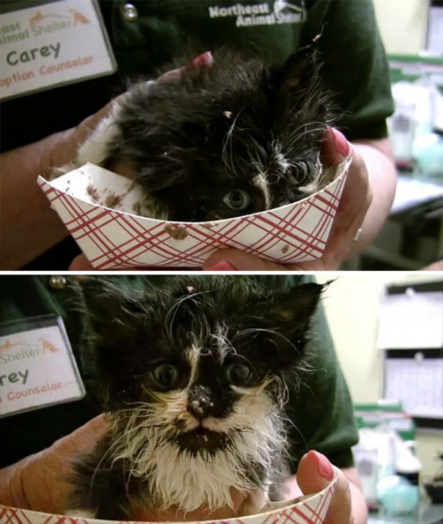 Funny Kittens (20 pics) Funny Kittens (20 pics)