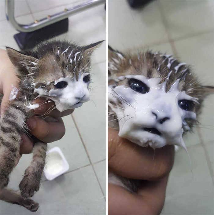 Funny Kittens (20 pics) Funny Kittens (20 pics)