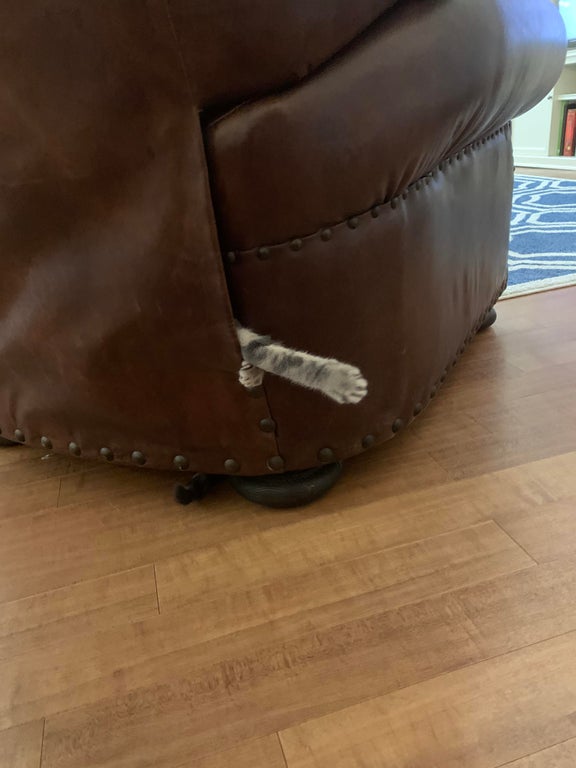 Funny Cats (15 pics) Funny Cats (15 pics)