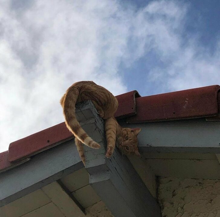 Funny Cats (15 pics) Funny Cats (15 pics)