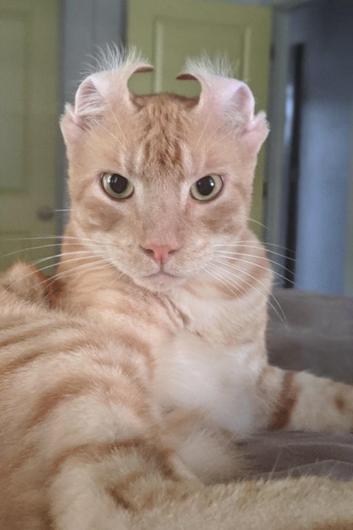 Funny Cats (15 pics) Funny Cats (15 pics)