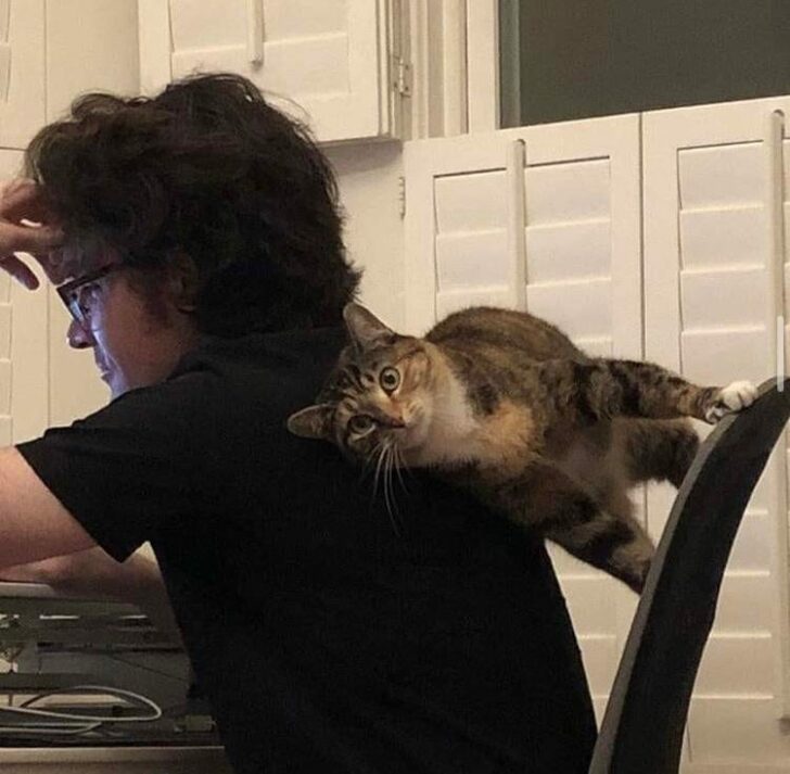 Funny Cats (15 pics) Funny Cats (15 pics)